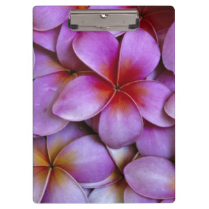 N.A., USA, Maui, Hawaii. Rosa Plumeria-Blüten. Klemmbrett
