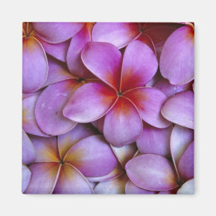 N.A., USA, Maui, Hawaii. Rosa Plumeria-Blüten. Magnet