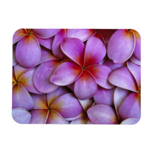 N.A., USA, Maui, Hawaii. Rosa Plumeria-Blüten. Magnet
