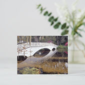 N.A., USA, South Carolina, Charleston. Magnolia Postkarte (Stehend Vorderseite)