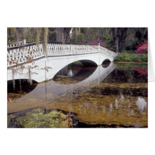 N.A., USA, South Carolina, Charleston. Magnolie