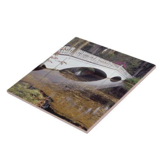 N.A., USA, South Carolina, Charleston.Magnolie Fliese (Seite)