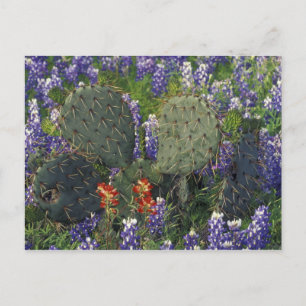N.A., USA, Texas, Kaktus, umgeben von Postkarte