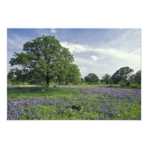 N.A, USA, Texas, Lake Buchanan, Eichen und Blau Fotodruck