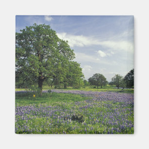 N.A, USA, Texas, Lake Buchanan, Eichen und Blau Magnet