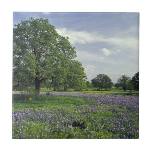 N.A., USA, Texas, Lake Buchanan, Oaks und Blue Fliese (Vorderseite)
