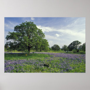 N.A., USA, Texas, Lake Buchanan, Oaks und Blue Poster