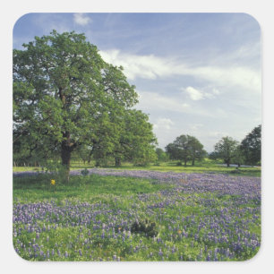 N.A., USA, Texas, Lake Buchanan, Oaks und Blue Quadratischer Aufkleber