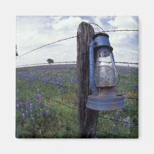 N.A., USA, Texas, Llano, Blauer Laternen, Eiche Magnet