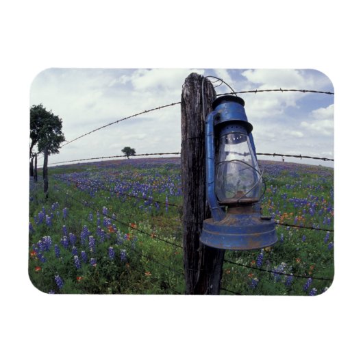 N.A., USA, Texas, Llano, Blue Lantern, Oak tree Magnet (Horizontal)