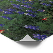 N.A., USA, Texas, Llano, Blue Lantern, Oak tree Poster (Ecke)