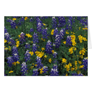 N.A, USA, Texas, Marble Falls, Blaue Bonnets