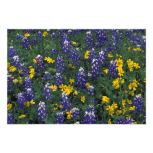 N.A, USA, Texas, Marble Falls, Blaue Bonnets Fotodruck