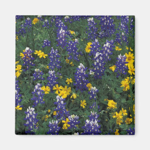 N.A, USA, Texas, Marble Falls, Blaue Bonnets Magnet