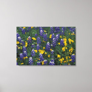 N.A, USA, Texas, Marble Falls, Blaue Hauben Leinwanddruck
