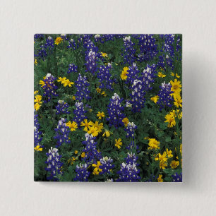 N.A., USA, Texas, Marble Falls, Blue Bonnets Button