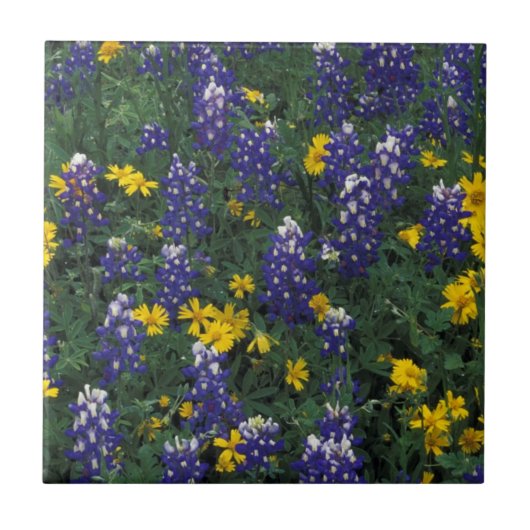 N.A., USA, Texas, Marble Falls, Blue Bonnets Fliese (Vorderseite)