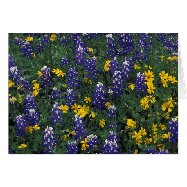 N.A., USA, Texas, Marmorfälle, Blue Bonnets (Vorderseite (Horizontal))