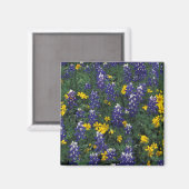 N.A., USA, Texas, Marmorfälle, Blue Bonnets Magnet (Vorderseite/Rückseite)
