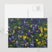 N.A., USA, Texas, Marmorfälle, Blue Bonnets Postkarte (Vorne/Hinten)