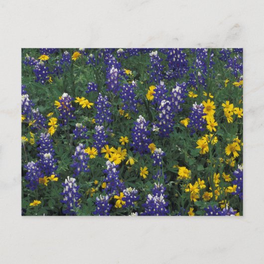 N.A., USA, Texas, Marmorfälle, Blue Bonnets Postkarte (Vorderseite)