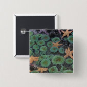 N.A., USA, Washington, Olympic National Park Button (Vorne & Hinten)
