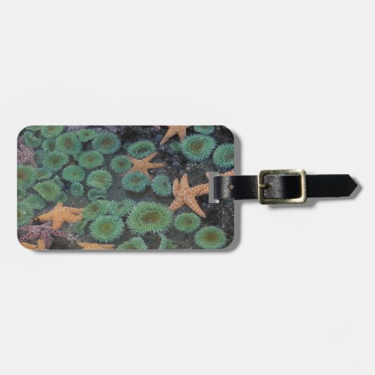 N.A., USA, Washington, Olympic National Park Gepäckanhänger (Vorderseite horizontal)