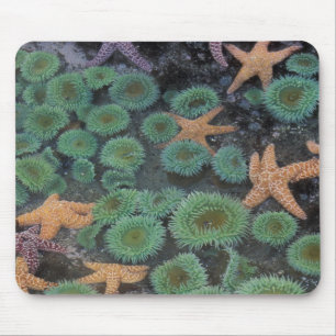 N.A., USA, Washington, Olympic National Park Mousepad