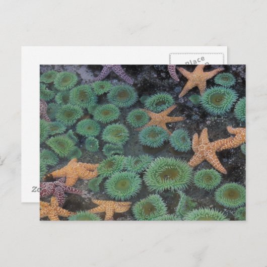 N.A., USA, Washington, Olympic National Park Postkarte (Vorne/Hinten)