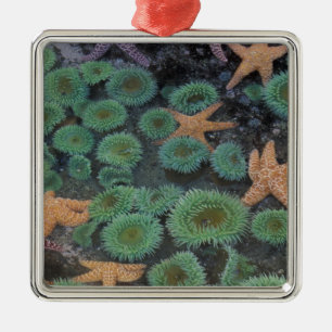 N.A., USA, Washington, Olympic-Nationalpark Silbernes Ornament