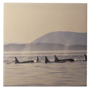 N.A., USA, Washington, San Juan Inseln Orca Fliese