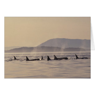 N.A., USA, Washington, San Juan Islands Orca