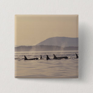 N.A., USA, Washington, San Juan Islands Orca Button