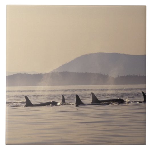 N.A., USA, Washington, San Juan Islands Orca Fliese (Vorderseite)