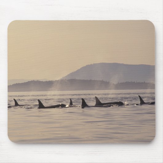 N.A., USA, Washington, San Juan Islands Orca Mousepad (Vorne)