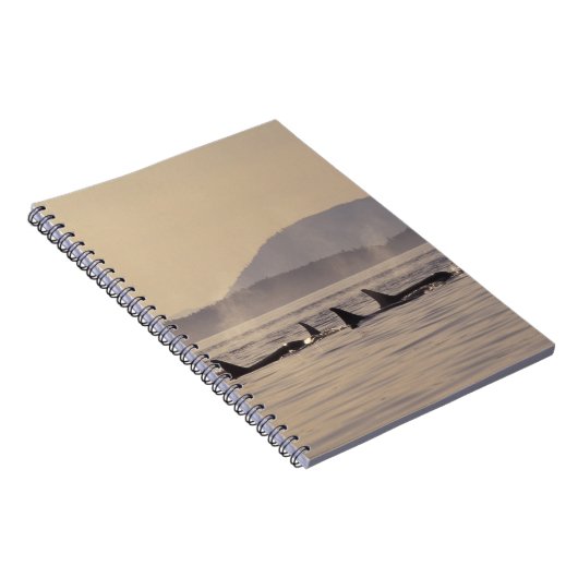 N.A., USA, Washington, San Juan Islands Orca Notizblock (Rechte Seite)