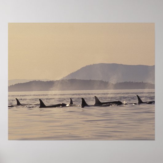N.A., USA, Washington, San Juan Islands Orca Poster (Vorne)