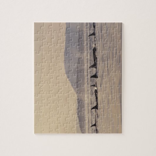 N.A., USA, Washington, San Juan Islands Orca Puzzle (Vertikal)