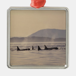N.A., USA, Washington, San Juan Islands Orca Silbernes Ornament
