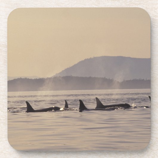 N.A., USA, Washington, San Juan Islands Orca Untersetzer (Vorderseite)