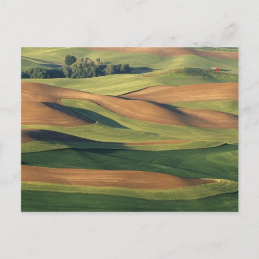 N.A., USA, Washington, Whitman Landkreis. Postkarte (Vorderseite)