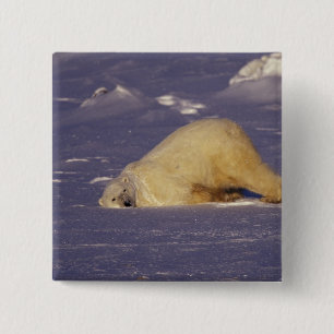 NA, Kanada, Manitoba, Churchill, Eisbär Button