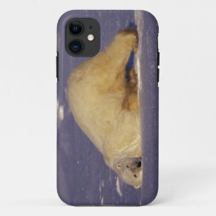 NA, Kanada, Manitoba, Churchill, Eisbär Case-Mate iPhone Hülle