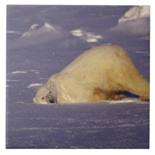 NA, Kanada, Manitoba, Churchill, Eisbär Fliese