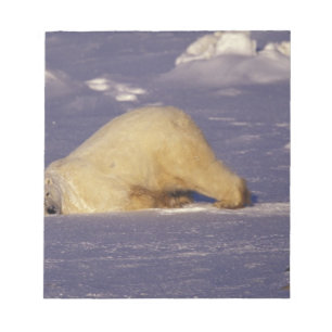 NA, Kanada, Manitoba, Churchill, Eisbär Notizblock