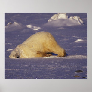 NA, Kanada, Manitoba, Churchill, Eisbär Poster