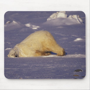NA, Kanada, Manitoba, Churchill, Polar Mousepad