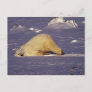 NA, Kanada, Manitoba, Churchill, Polar Postkarte