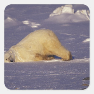 NA, Kanada, Manitoba, Churchill, Polar Quadratischer Aufkleber