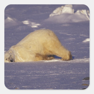 NA, Kanada, Manitoba, Churchill, Polar Quadratischer Aufkleber